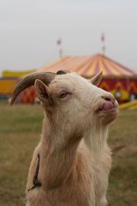 Close-up of goat on field