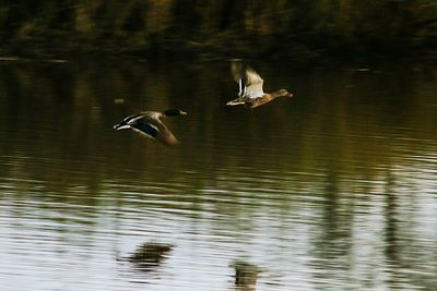 Duck swimming in lake