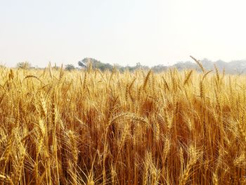 Crop in field