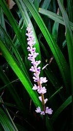 Close-up of flowers