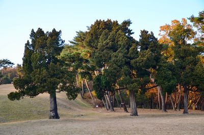 Trees on field against sky during autumn