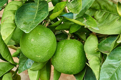 Close-up of fruits on tree