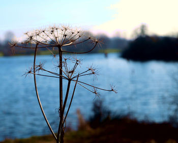 Close-up of dry plant by lake against sky