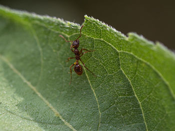 Close-up of insect on leaf