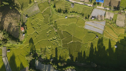 High angle view of plants on field