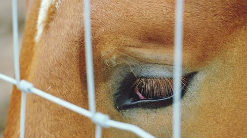 Close-up of horse eye through fence