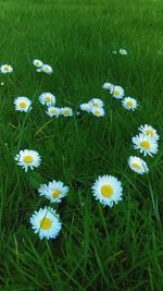 Close-up of white daisy flowers blooming in field