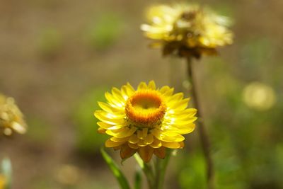 Close-up of yellow flower blooming outdoors