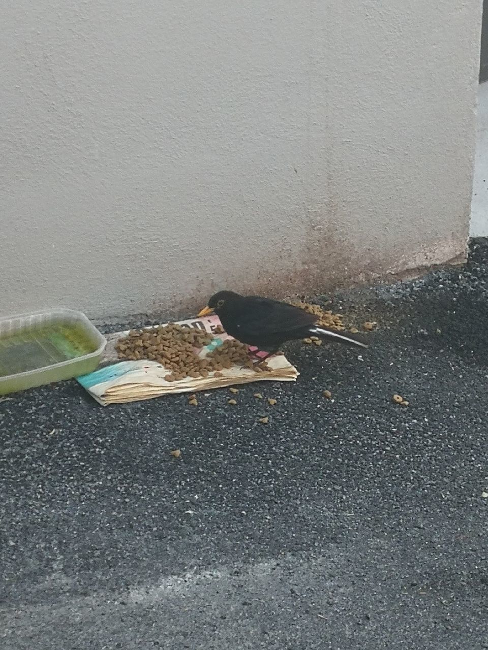 HIGH ANGLE VIEW OF BIRD EATING FOOD ON ROAD