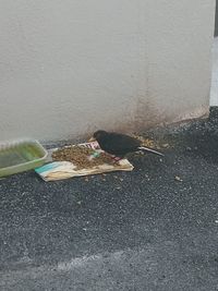 High angle view of bird eating food on road against wall