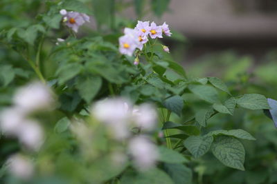 Close-up of flowers blooming outdoors