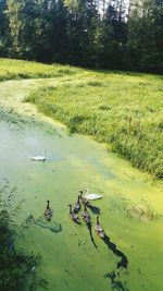 High angle view of ducks swimming in lake