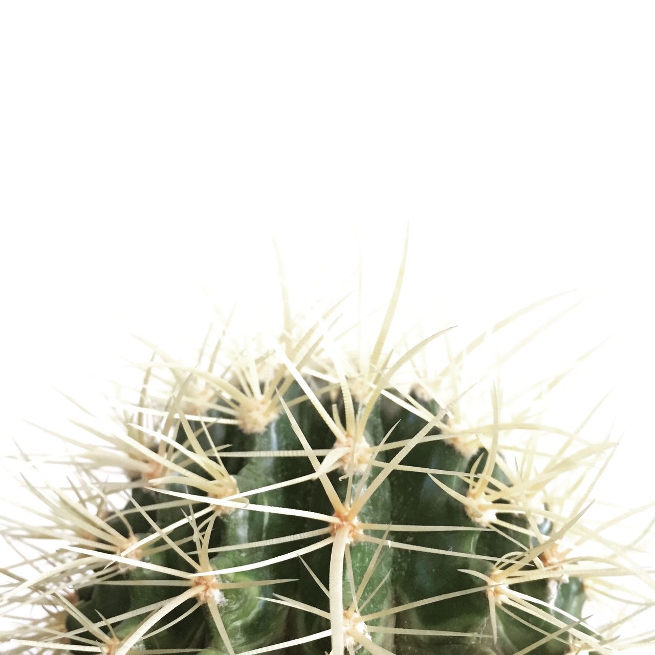 CLOSE-UP OF CACTUS IN POTTED PLANT AGAINST SKY