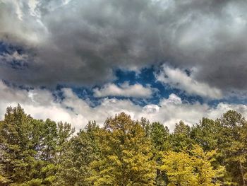 Low angle view of trees against sky