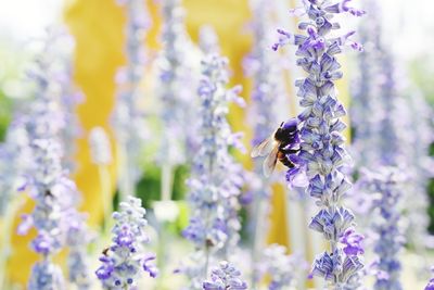 Close-up of bee pollinating on lavender