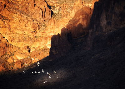 View of birds in cave