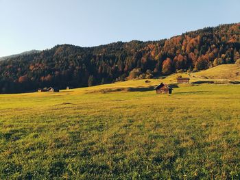 Scenic view of field against clear sky