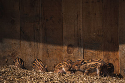 Close-up of a little boar