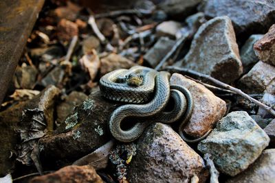 Close-up of lizard on rock