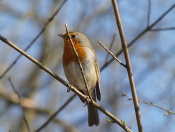 Close-up of bird perching on branch