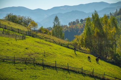 Scenic view of agricultural field