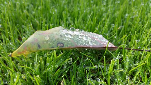 Close-up of grassy field