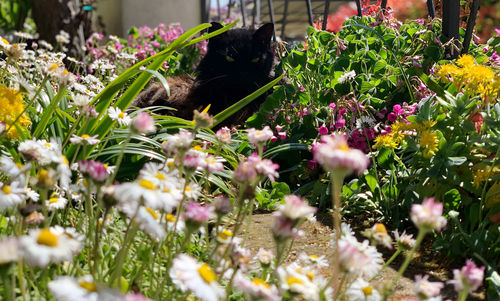 View of cat on flowering plant