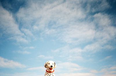 Portrait of dog with ball in mouth against sky