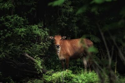 Horse standing in a forest