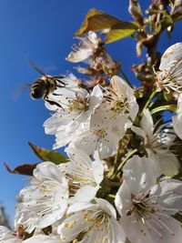 Close-up of white cherry blossom plant