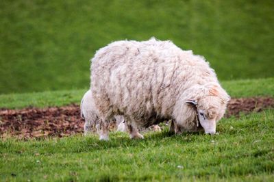 Sheep grazing in a field
