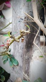 Close-up of insect on plant