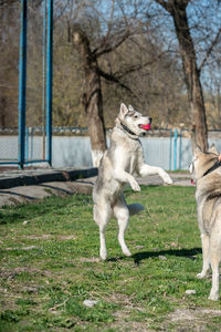 View of dog playing on grass against trees