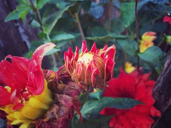 Close-up of flowers blooming outdoors