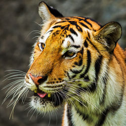 Close-up of a tiger