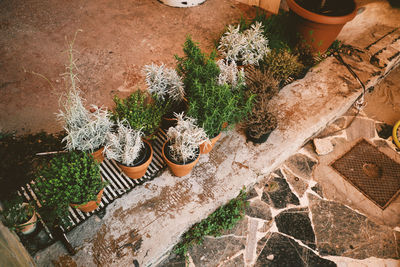 High angle view of potted plants on wall