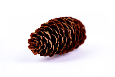 Close-up of pine cone against white background