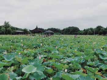 Scenic view of flowering plants and trees against sky