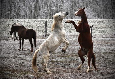 View of two horses on field