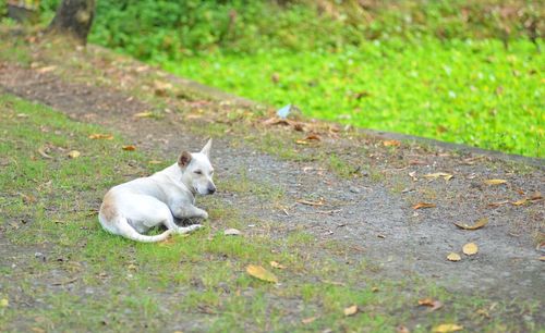 View of a dog sitting on field