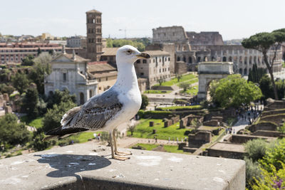 Seagull perching on a building