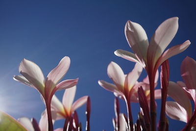 Close-up of flowers against clear sky