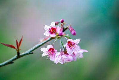 Close-up of pink flowering plant