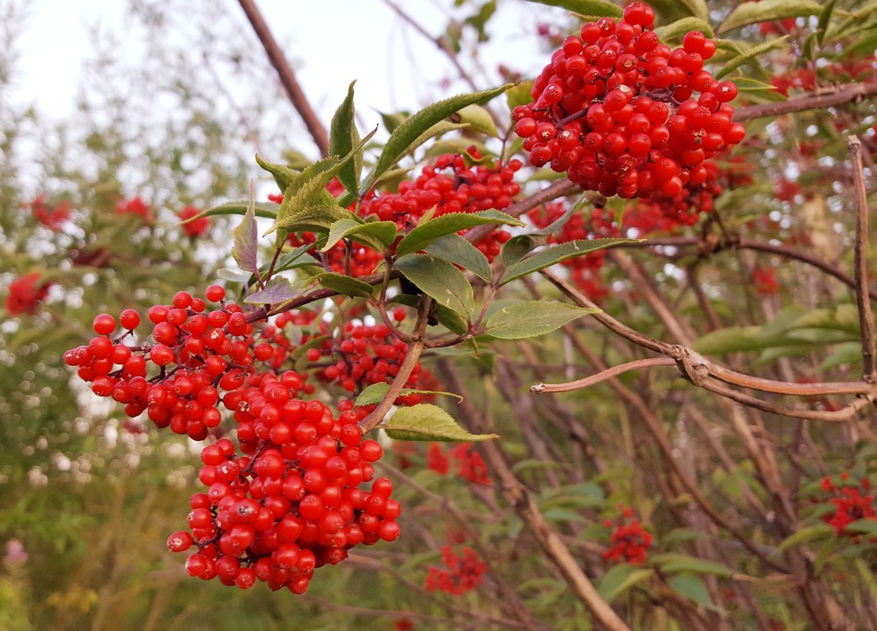 fruit, red, plant, food and drink, healthy eating, food, tree, rowan, berry, growth, freshness, nature, produce, flower, branch, shrub, no people, day, focus on foreground, beauty in nature, wellbeing, rowanberry, close-up, plant part, leaf, outdoors, evergreen, ripe, blossom, hanging