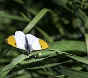 Close-up of butterfly pollinating on flower