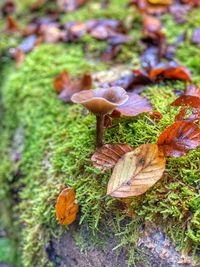 Close-up of mushrooms growing on field