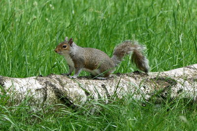 Squirrel on field