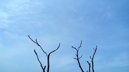 Low angle view of bare tree against blue sky