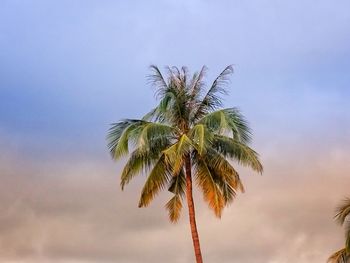 Low angle view of palm tree against sky