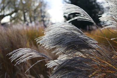 Close-up of tree against blurred background